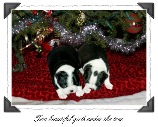 Christmas Songs Litter
